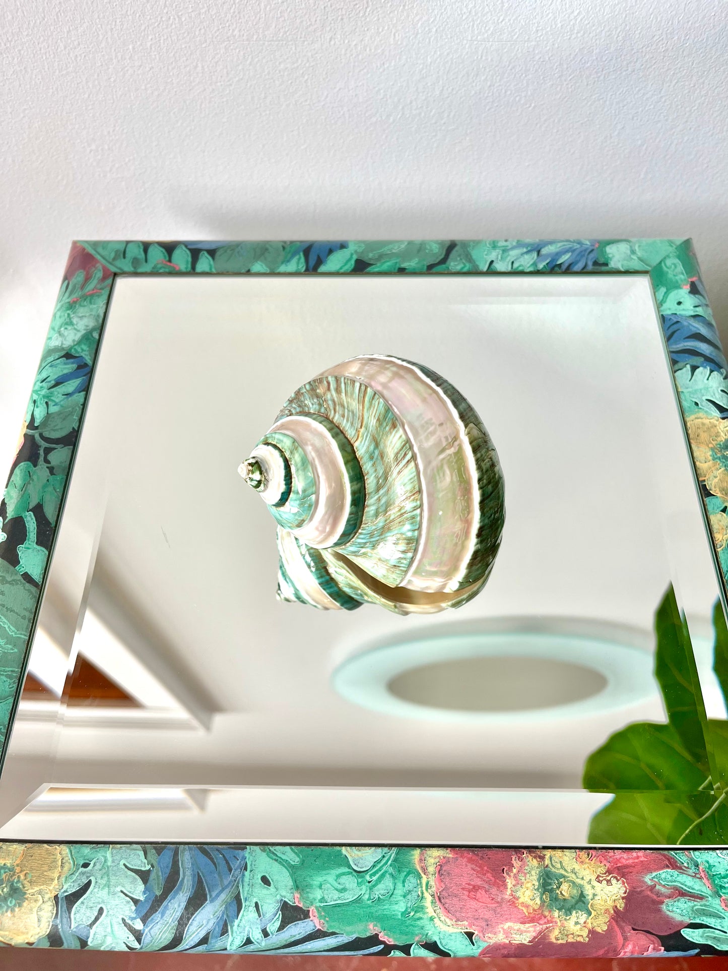Polished Pearlescent Banded Jade Turbo Shell