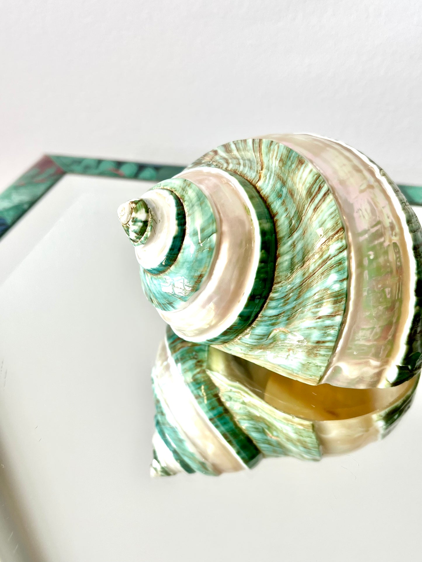 Polished Pearlescent Banded Jade Turbo Shell