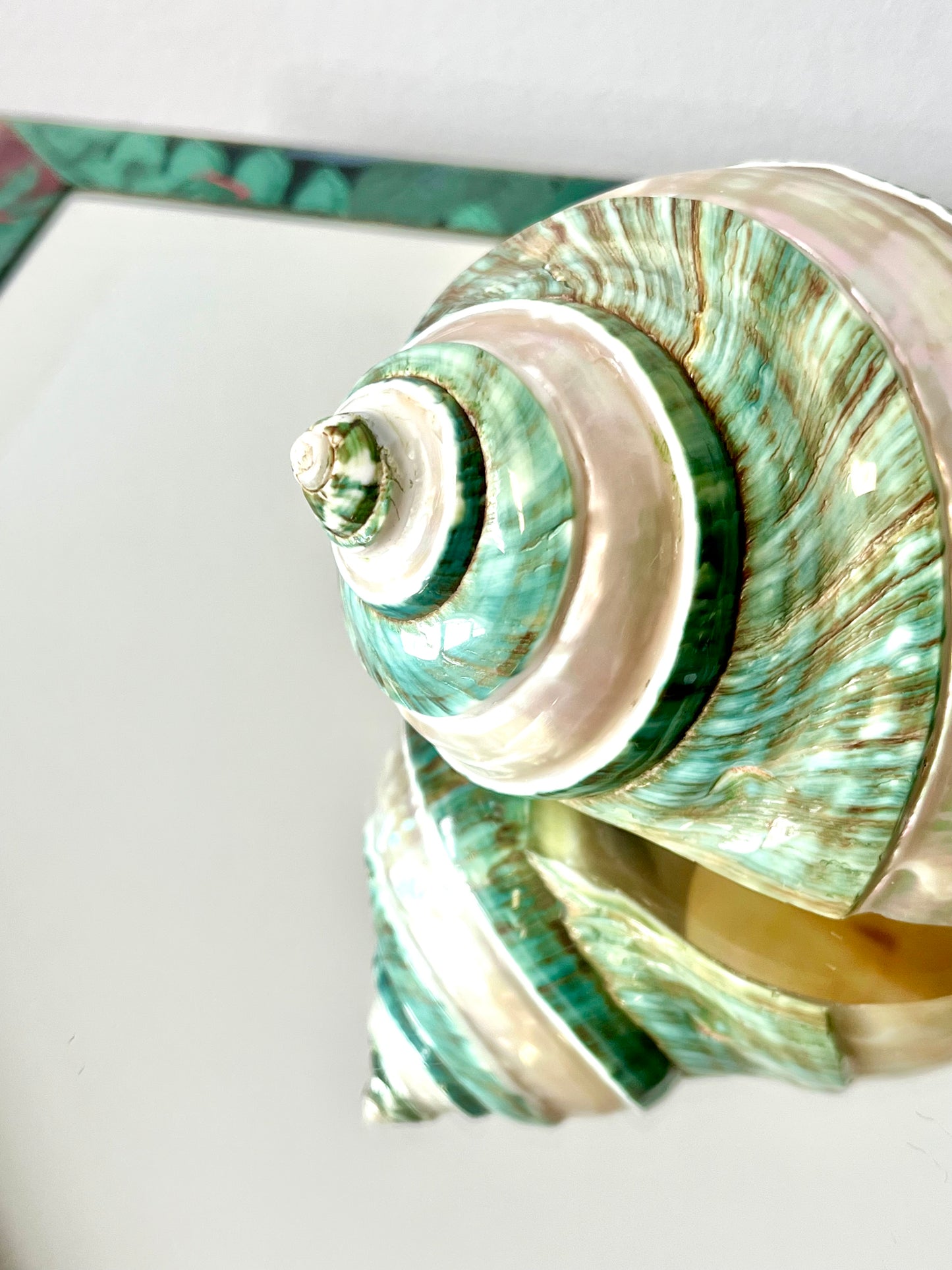 Polished Pearlescent Banded Jade Turbo Shell