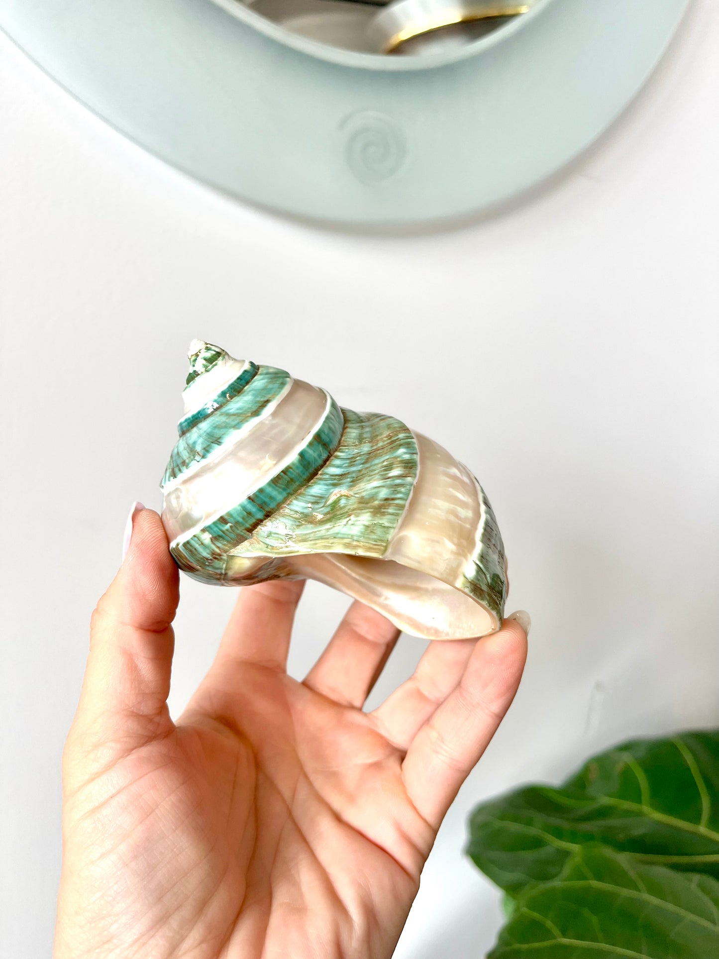Polished Pearlescent Banded Jade Turbo Shell