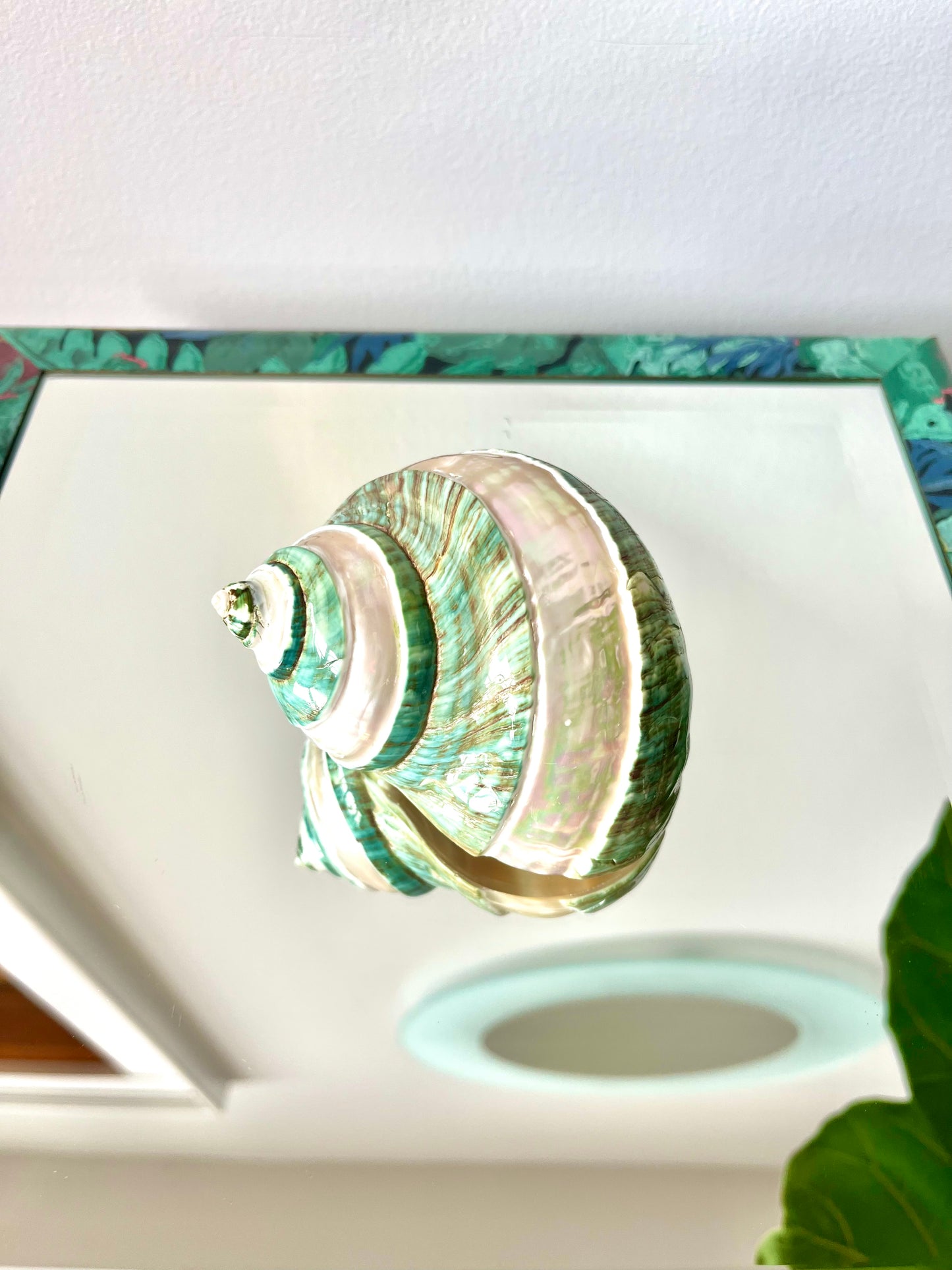 Polished Pearlescent Banded Jade Turbo Shell