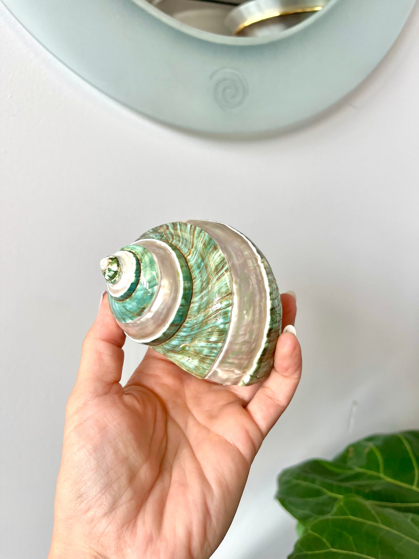 Polished Pearlescent Banded Jade Turbo Shell