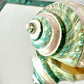Polished Pearlescent Banded Jade Turbo Shell