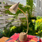 Mid Century Atomic Gooseneck Desk Lamp
